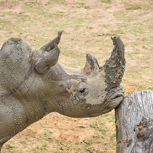 Southern White Rhino