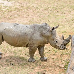 Southern White Rhino