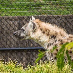 Spotted Hyena