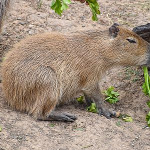 Capybara