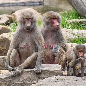 Hamadryas Baboons with infant