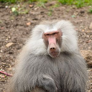 Hamadryas Baboon