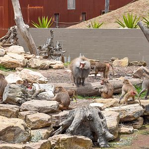 Hamadryas Baboon harem
