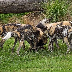 African Hunting Dog carcass feed