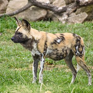 African Hunting Dog