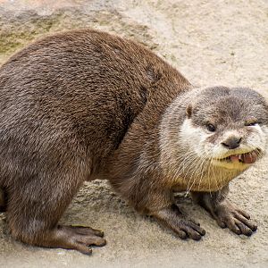 Asian Small-clawed Otter