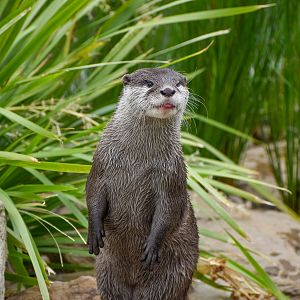 Asian Small-clawed Otter