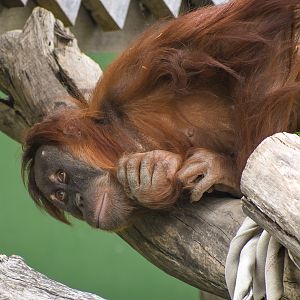Sumatran Orangutan