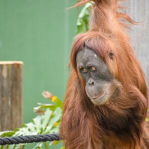 Sumatran Orangutan