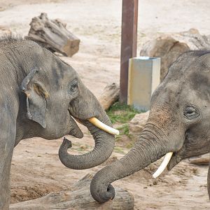 Asian Elephant Bulls