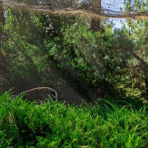 Condor Ridge: Bald Eagle exhibit