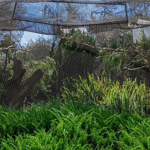 Condor Ridge: Thick Billed Parrot exhibit