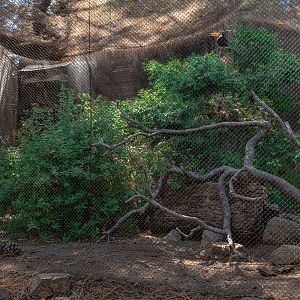 Condor Ridge: Ocellated Turkey and Toco Toucan exhibit