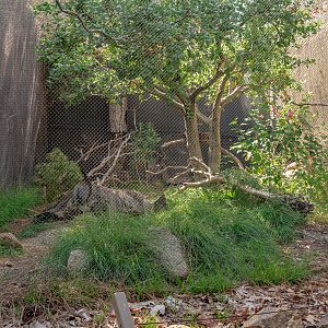 Condor Ridge: Greg Winged Trumpeter and Guianan Toucanet exhibit