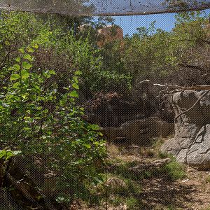 Condor Ridge: Harris’ Hawk exhibit