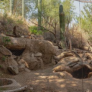 Condor Ridge: Burrowing Owl and Desert Tortoise exhibit