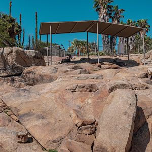 Condor Ridge: Desert Bighorn Sheep exhibit
