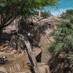 Condor Ridge: California Condor exhibit
