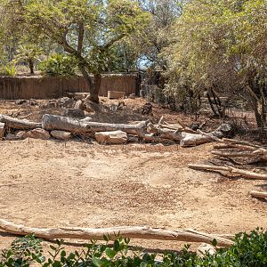 African Woods: Warthog exhibit