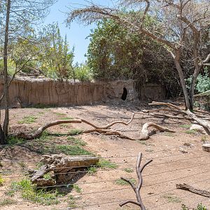 African Woods: Lappet Faced Vulture and Ruppell’s Griffon Vulture exhibit