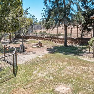 African Woods: Okapi exhibit