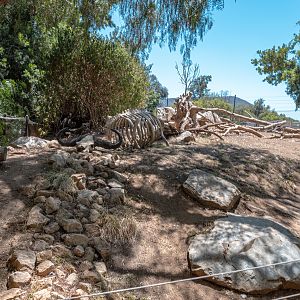 African Woods: Hooded Vulture and Egyptian Vulture exhibit