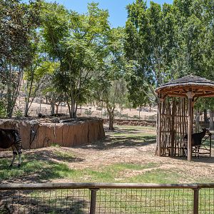 African Woods: Okapi exhibit