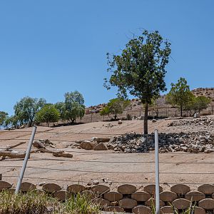 African Woods: Addax and Addra’s Gazelle exhibit
