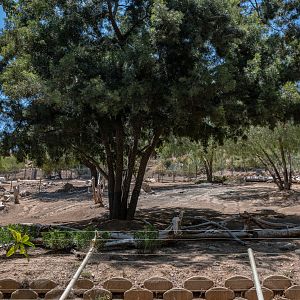 African Woods: Slender Horned Gazelle exhibit