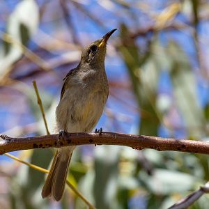 Brown Honeyeater