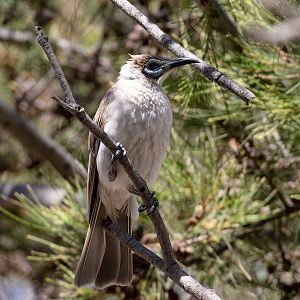 Little Friarbird