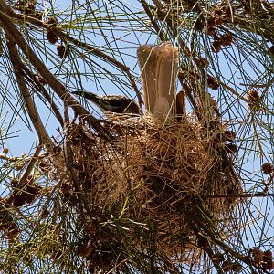 Little Friarbird on nest