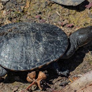 Long-necked Turtle