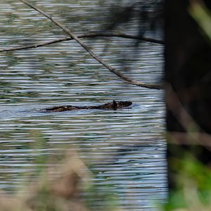 Australian Water Rat