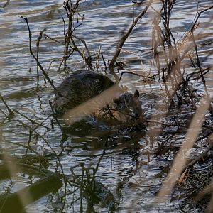 Australian Water Rat