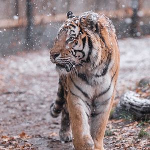 Sibirian Tiger at Schwerin Zoo in the snow