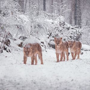 Asian lions  at Schwerin Zoo in the snow