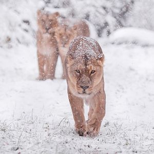 Asian lions  at Schwerin Zoo in the snow
