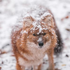 Asian wild dog  at Schwerin Zoo in the snow
