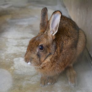 Kyushu hare (Lepus brachyurus brachyurus)