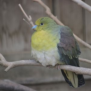 Japanese white-bellied green pigeon (Treron sieboldii sieboldii)