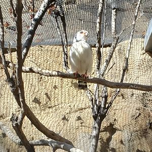 Los Angeles Zoo (2022) - African Pygmy Falcon