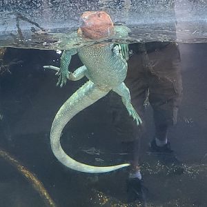 Los Angeles Zoo (2022) - Caiman Lizard