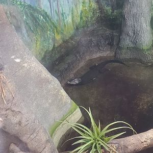 Los Angeles Zoo (2022) - Dwarf Caiman