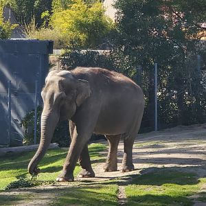 Los Angeles Zoo (2022) - Asian Elephant