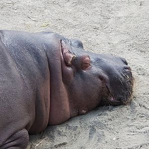 Los Angeles Zoo (2022) - Hippopotamus