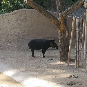 Los Angeles Zoo (2022) - Mountain Tapir