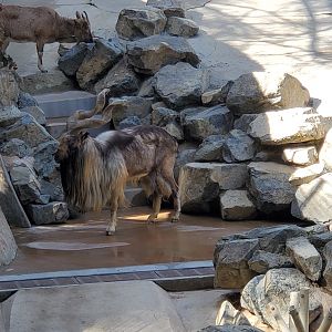 Los Angeles Zoo (2022) - Tajik Markhor