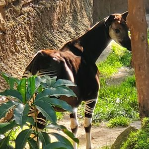 Los Angeles Zoo (2022) - Okapi