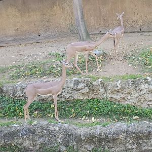 Los Angeles Zoo (2022) - Gerenuks